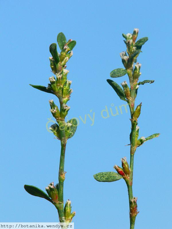 Truskavec nať řezaná